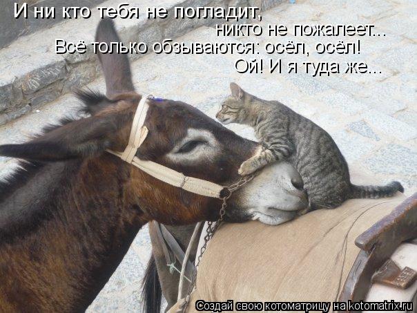 И ни кто тебя не погладит, никто не пожалеет... Всё только обзываются: осёл, осёл! Ой! И я туда же..... Котоматрица: И ни кто тебя не погладит, никто не пожалеет... Всё только обзываются: осёл, осёл! Ой! И я туда же...