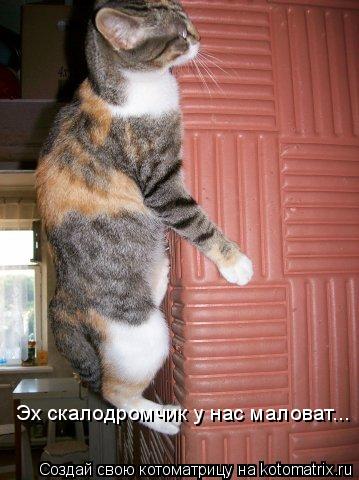 Эх скалодромчик у нас маловат...... Котоматрица: Эх скалодромчик у нас маловат...