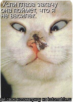 Усли глаза закачу она поймёт, что я не василёк.... Котоматрица: Усли глаза закачу она поймёт, что я не василёк.