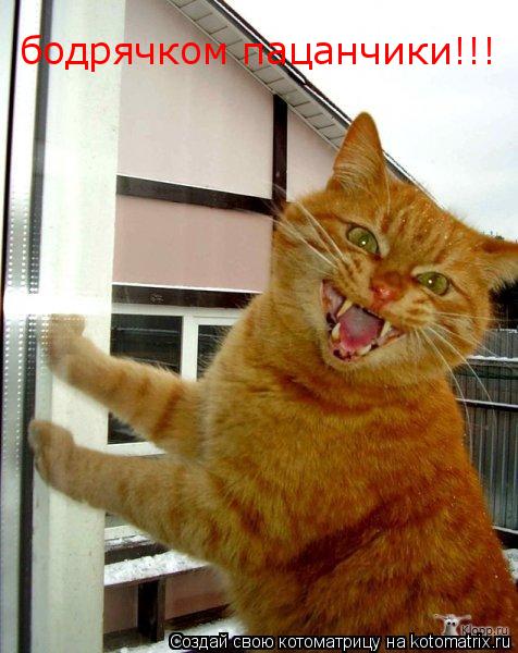 Котоматрица: бодрячком пацанчики!!!