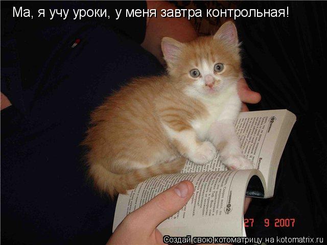 Ма, я учу уроки, у меня завтра контрольная!... Котоматрица: Ма, я учу уроки, у меня завтра контрольная!