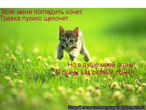 Всяк меня погладить хочет, Травка пузико щекочет... Но в душе моей огонь!.. Я скачу, как резвый конь!... Котоматрица: Всяк меня погладить хочет, Травка пузико щекочет... Но в душе моей огонь!.. Я скачу, как резвый конь!!!