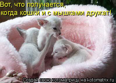 Котоматрица: Вот, что получается, когда кошки и с мышками дружат!