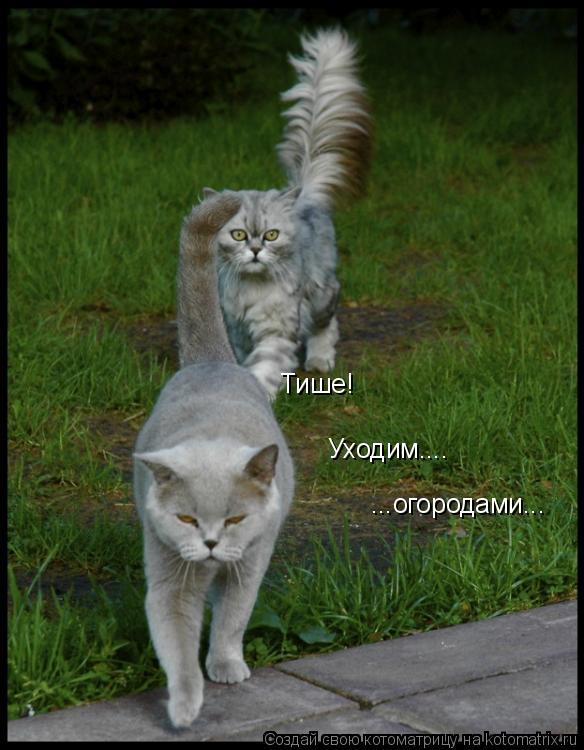 Котоматрица: ...огородами... Уходим.... Тише!