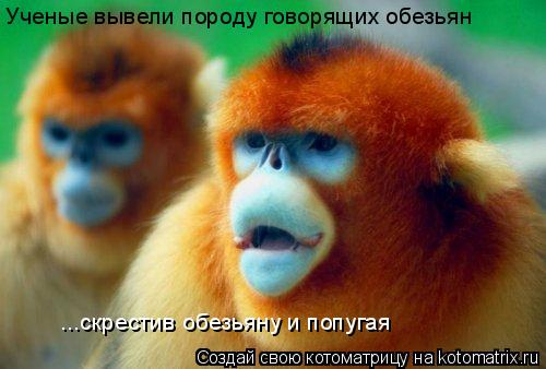 Котоматрица: Ученые вывели породу говорящих обезьян ...скрестив обезьяну и попугая