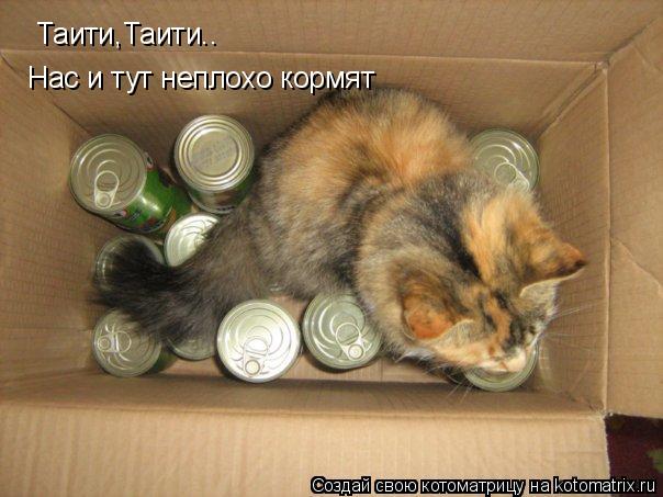 Таити,Таити.. Нас и тут неплохо кормят... Котоматрица: Таити,Таити.. Нас и тут неплохо кормят
