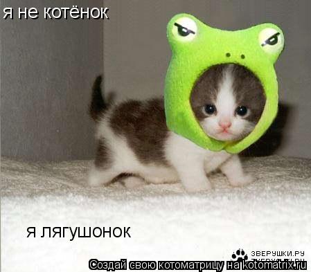 Котоматрица: я не котёнок я лягушонок