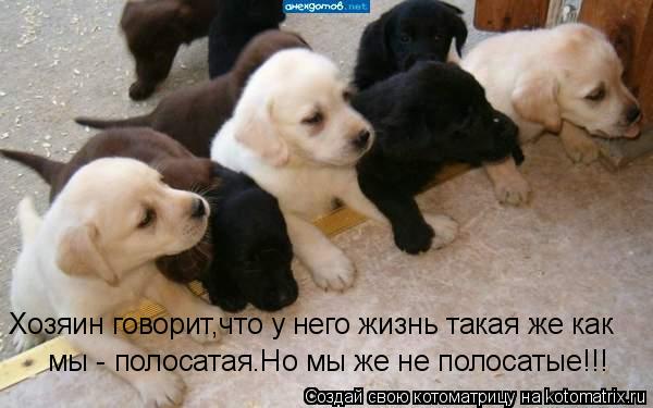 мы - полосатая.Но мы же не полосатые!!! Хозяин говорит,что у него жизнь такая же как... Котоматрица: мы - полосатая.Но мы же не полосатые!!! Хозяин говорит,что у него жизнь такая же как