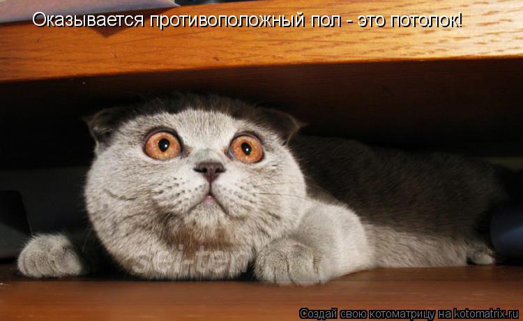 Оказывается противоположный пол - это потолок!... Котоматрица: Оказывается противоположный пол - это потолок!