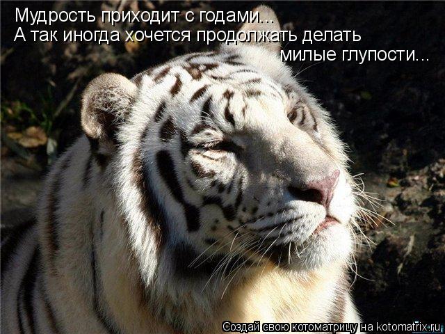 Котоматрица: Мудрость приходит с годами... А так иногда хочется продолжать делать  милые глупости...