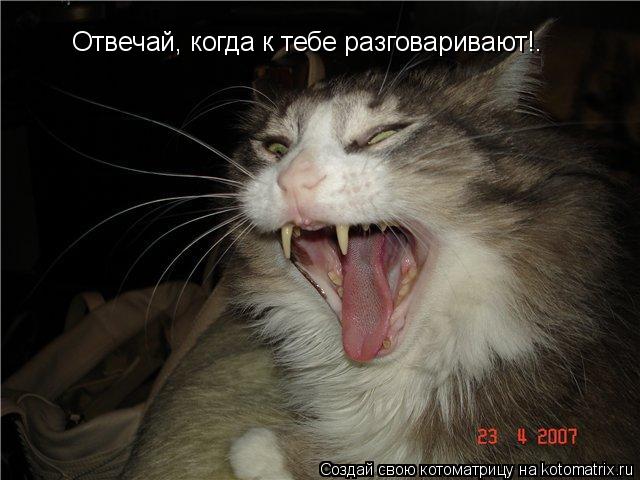 Котоматрица: Отвечай, когда к тебе разговаривают!.