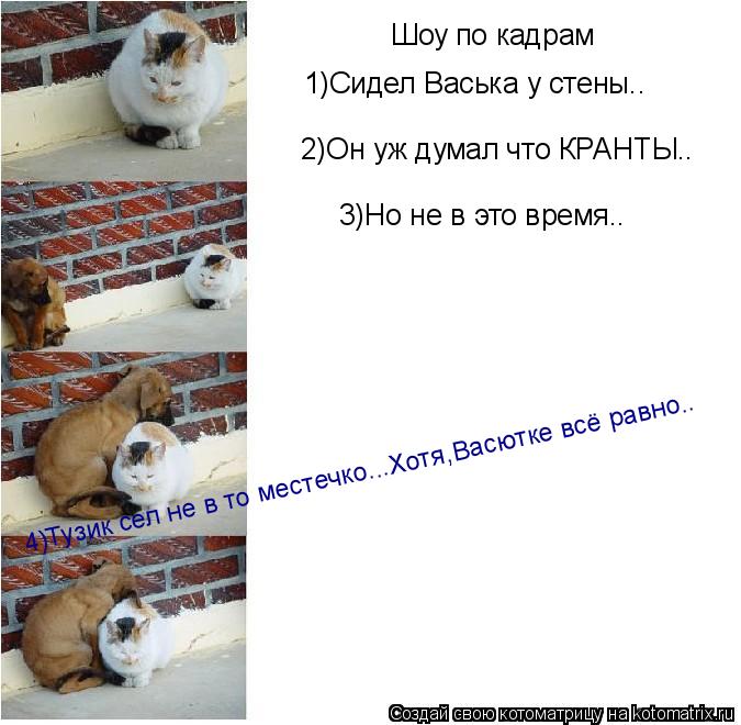 Шоу по кадрам 1)Сидел Васька у стены.. 2)Он уж думал что КРАНТЫ.. 3)Но не в это время.. 4)Тузик сел н... Котоматрица: Шоу по кадрам 1)Сидел Васька у стены.. 2)Он уж думал что КРАНТЫ.. 3)Но не в это время.. 4)Тузик сел не в то местечко...Хотя,Васютке всё равно..