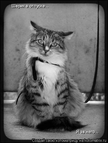 Шарик в отпуске... Я за него...... Котоматрица: Шарик в отпуске... Я за него...