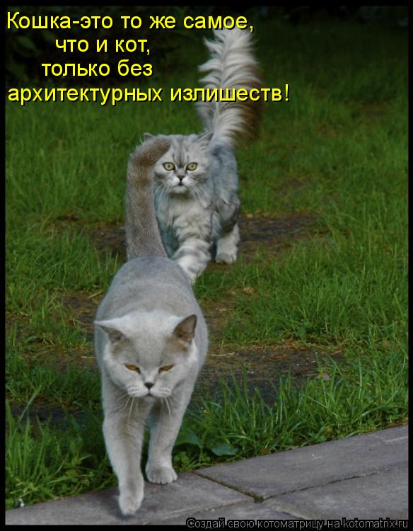 Кошка-это то же самое, что и кот, только без архитектурных излишеств!... Котоматрица: Кошка-это то же самое, что и кот, только без архитектурных излишеств!