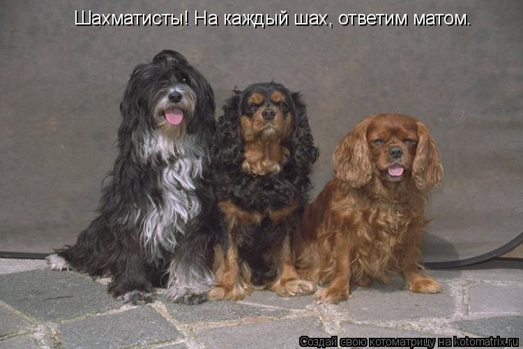 Шахматисты! На каждый шах, ответим матом.... Котоматрица: Шахматисты! На каждый шах, ответим матом.