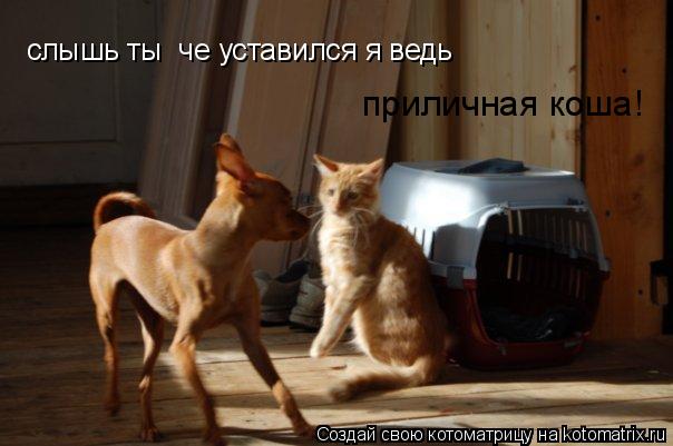 Котоматрица: слышь ты  че уставился я ведь  приличная коша!