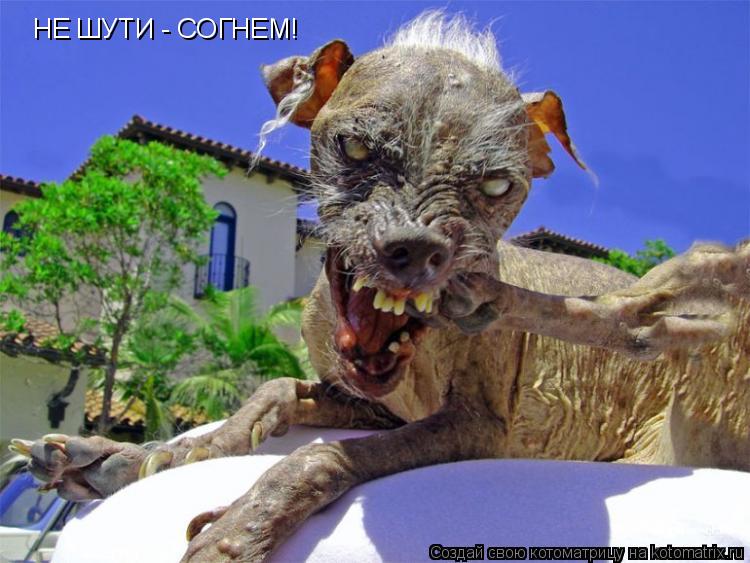 Котоматрица: НЕ ШУТИ - СОГНЕМ!