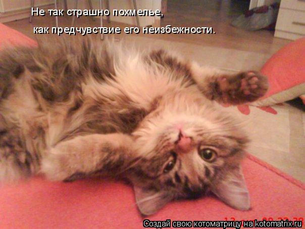 Котоматрица: Не так страшно похмелье,  как предчувствие его неизбежности.
