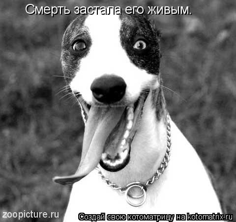 Смерть застала его живым.... Котоматрица: Смерть застала его живым.