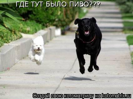 ГДЕ ТУТ БЫЛО ПИВО???... Котоматрица: ГДЕ ТУТ БЫЛО ПИВО???