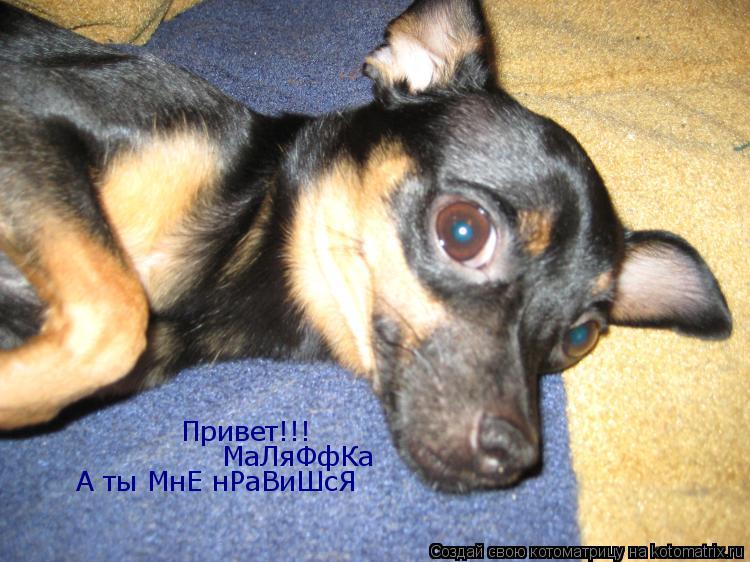 Привет!!! Привет!!! МаЛяФфКа А ты МнЕ нРаВиШсЯ... Котоматрица: Привет!!! Привет!!! МаЛяФфКа А ты МнЕ нРаВиШсЯ