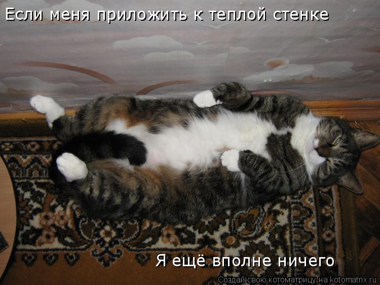 Если меня приложить к теплой стенке Я ещё вполне ничего... Котоматрица: Если меня приложить к теплой стенке Я ещё вполне ничего