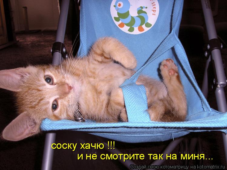 соску хачю !!! и не смотрите так на миня...... Котоматрица: соску хачю !!! и не смотрите так на миня...