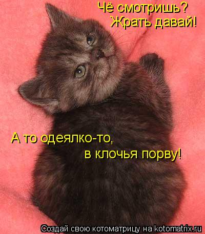 Чё смотришь? Жрать давай! А то одеялко-то, в клочья порву!... Котоматрица: Чё смотришь? Жрать давай! А то одеялко-то, в клочья порву!