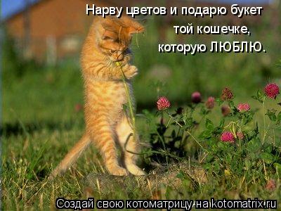 Нарву цветов и подарю букет той кошечке, которую ЛЮБЛЮ.... Котоматрица: Нарву цветов и подарю букет той кошечке, которую ЛЮБЛЮ.