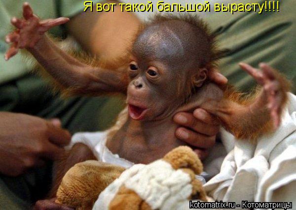 Я вот такой бальшой вырасту!!!!... Котоматрица: Я вот такой бальшой вырасту!!!!