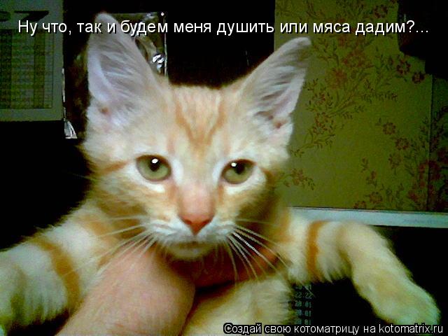 Котоматрица: Ну что, так и будем меня душить или мяса дадим?...