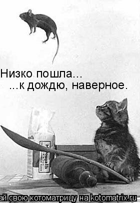 Низко пошла... ...к дождю, наверное.... Котоматрица: Низко пошла... ...к дождю, наверное.
