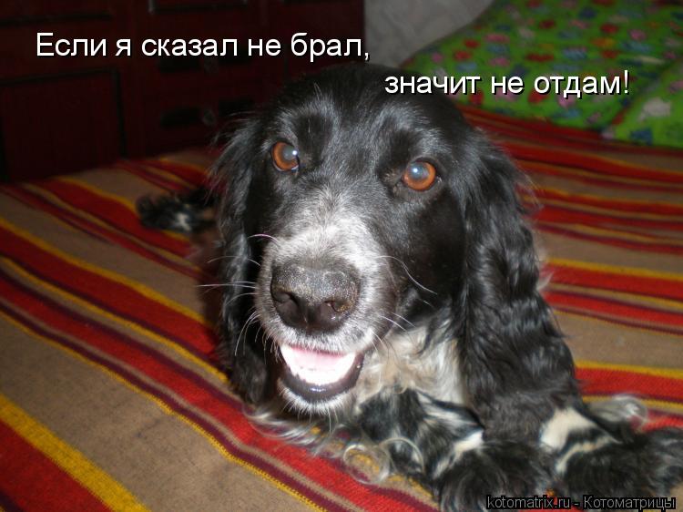 Если я сказал не брал, значит не отдам!... Котоматрица: Если я сказал не брал, значит не отдам!