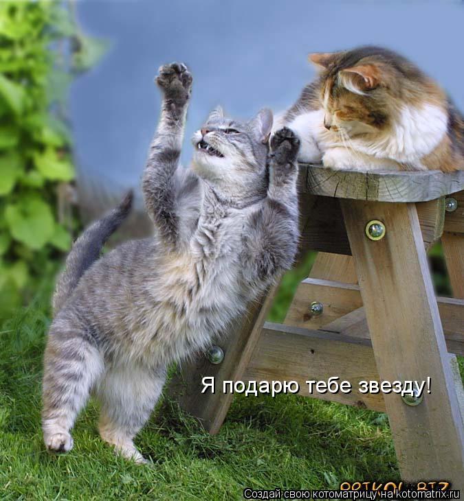 Я подарю тебе звезду!... Котоматрица: Я подарю тебе звезду!
