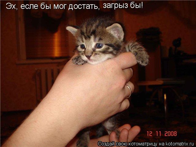 Эх, есле бы мог достать, загрыз бы!... Котоматрица: Эх, есле бы мог достать, загрыз бы!
