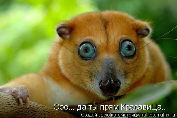 Ооо... да ты прям КрасавиЦа...... Котоматрица: Ооо... да ты прям КрасавиЦа...