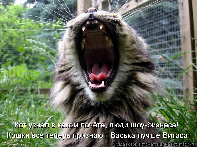 Кошки все теперь признают, Васька лучше Витаса! Кот узнал в каком почёте, люди шоу-бизнеса!... Котоматрица: Кошки все теперь признают, Васька лучше Витаса! Кот узнал в каком почёте, люди шоу-бизнеса!