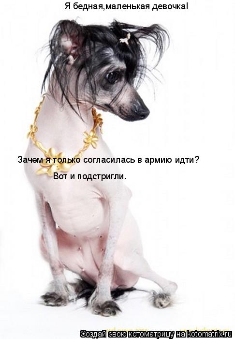 Я бедная,маленькая девочка! Зачем я только согласилась в армию идти? Вот и подстригли.... Котоматрица: Я бедная,маленькая девочка! Зачем я только согласилась в армию идти? Вот и подстригли.