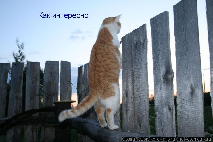 Как интересно... Котоматрица: Как интересно