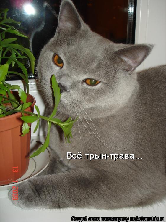 Котоматрица: Всё трын-трава...