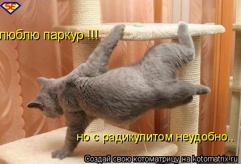 Котоматрица: люблю паркур !!! но с радикулитом неудобно..