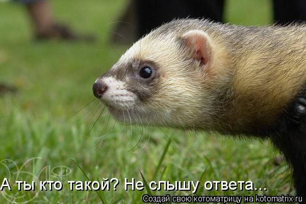 А ты кто такой? Не слышу ответа...... Котоматрица: А ты кто такой? Не слышу ответа...