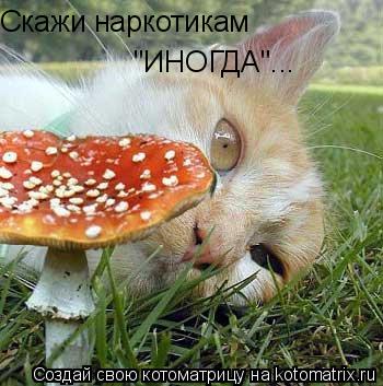 Скажи наркотикам "ИНОГДА"...... Котоматрица: Скажи наркотикам "ИНОГДА"...