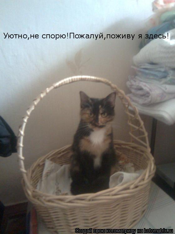 Котоматрица: Уютно,не спорю!Пожалуй,поживу я здесь!
