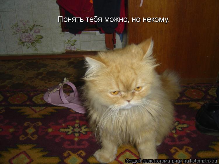 Котоматрица: Понять тебя можно, но некому.