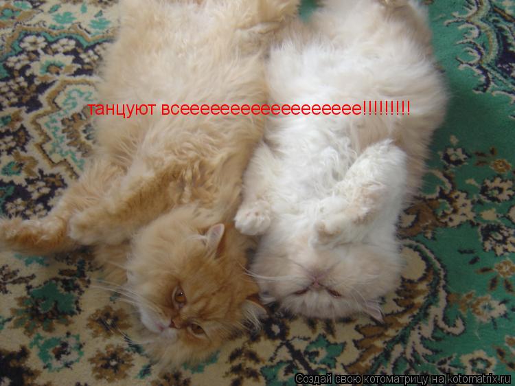 Котоматрица: танцуют всееееееееееееееееее!!!!!!!!!