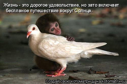 Котоматрица: Жизнь - это дорогое удовольствие, но зато включает   беспланое путешествие вокруг Солнца.