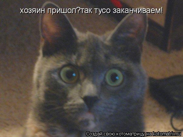 хозяин пришол?так тусо заканчиваем!... Котоматрица: хозяин пришол?так тусо заканчиваем!
