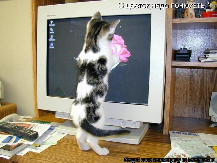 Котоматрица: О цветок,надо понюхать *