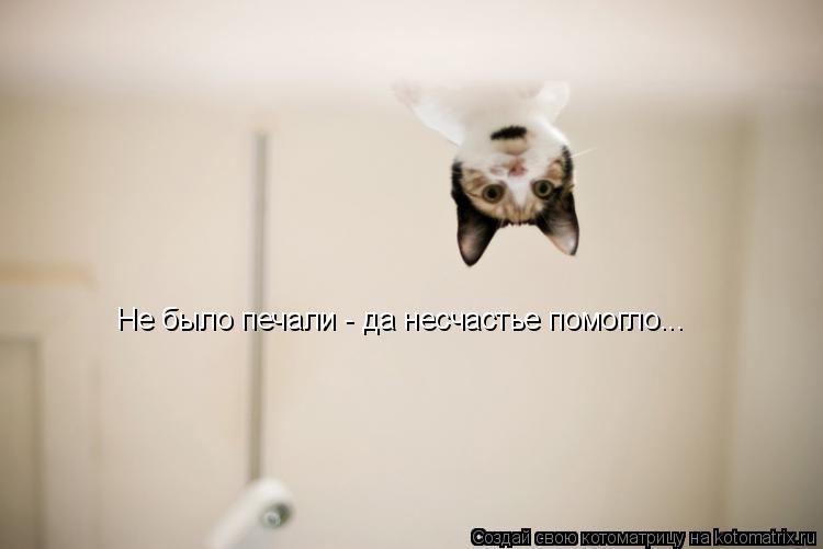 Котоматрица: Не было печали - да несчастье помогло...